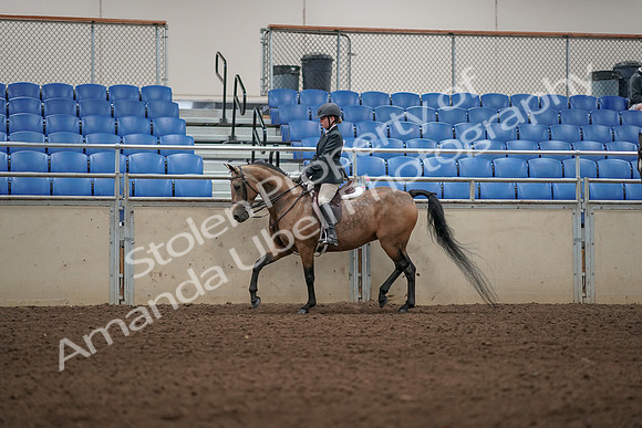 2019 Morgan Horse Show - Aug 31, 2019 - 04836