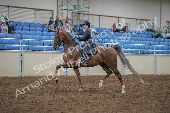 2020 - AB Morgan Horse - Fri, Sept 04 - 11297