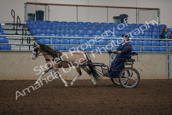 2019 Morgan Horse Show - Aug 31, 2019 - 04342