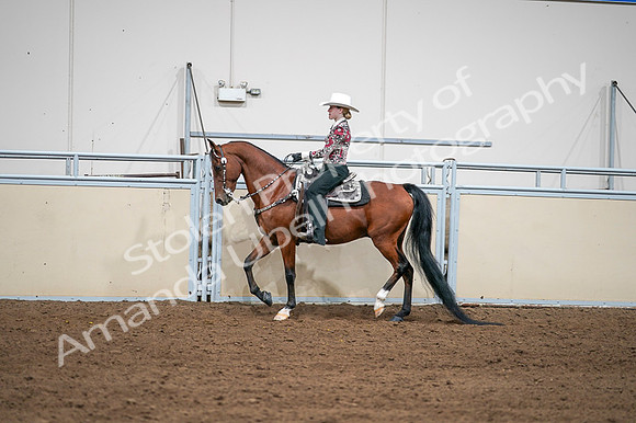 2020 - AB Morgan Horse - Fri, Sept 04 - 08411
