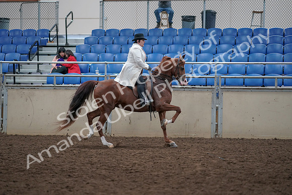 2019 Morgan Horse Show - Aug 31, 2019 - 17978