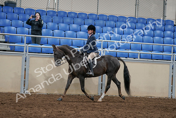 2020 - AB Morgan Horse - Sun, Sept 06 - 07746
