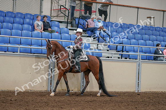 2020 - AB Morgan Horse - Fri, Sept 04 - 08303