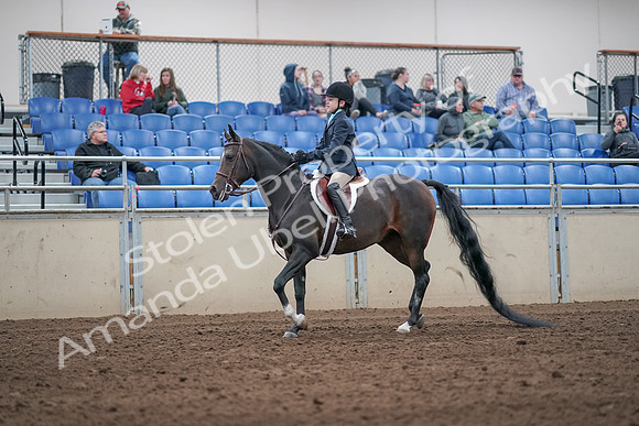 2019 Morgan Horse Show - Aug 31, 2019 - 19492