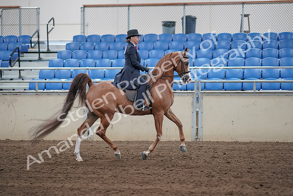 2019 Morgan Horse Show - Sept 01, 2019 - 11981