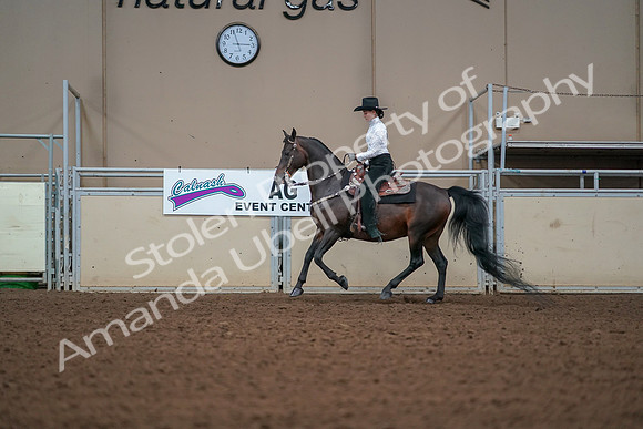 2019 Morgan Horse Show - Aug 30, 2019 - 16838