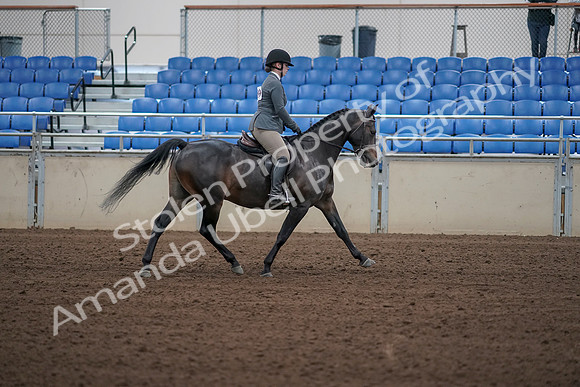 2019 Morgan Horse Show - Sept 01, 2019 - 11041
