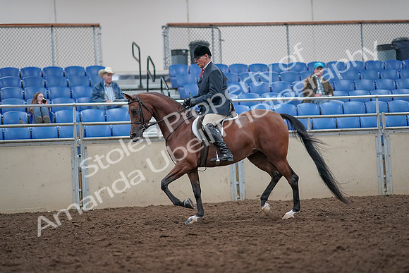 2019 Morgan Horse Show - Aug 31, 2019 - 14822