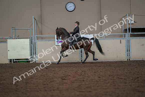 2019 Morgan Horse Show - Aug 30, 2019 - 27989