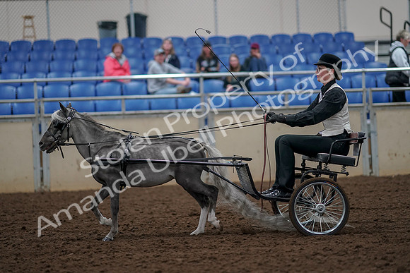 2019 Morgan Horse Show - Aug 30, 2019 - 13287