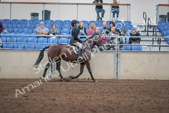 2019 Morgan Horse Show - Aug 31, 2019 - 19603