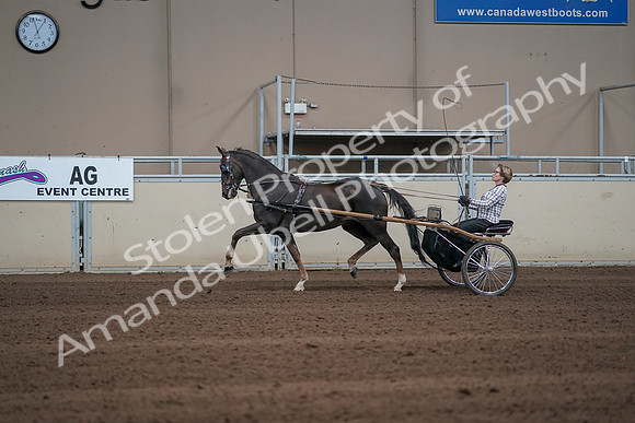 2019 Morgan Horse Show - Sept 01, 2019 - 05911