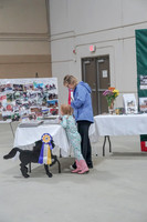 2019 Morgan Horse Show - Sept 01, 2019 - 05899