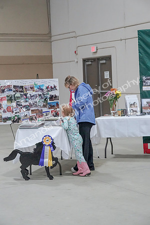 2019 Morgan Horse Show - Sept 01, 2019 - 05899