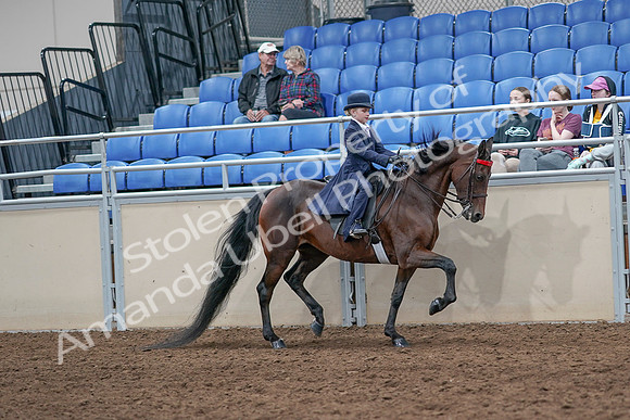 2020 - AB Morgan Horse - Sat, Sept 05 - 04883