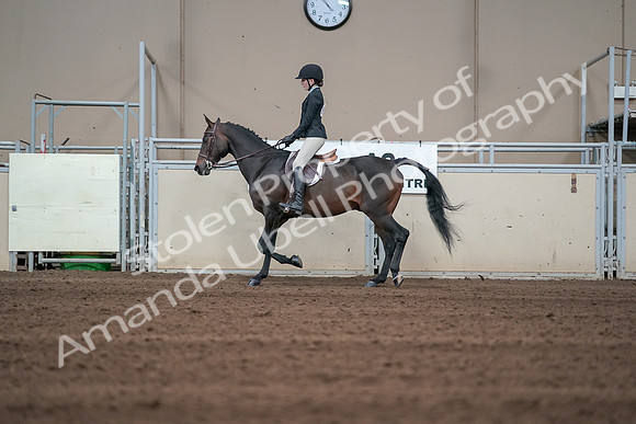 2019 Morgan Horse Show - Sept 01, 2019 - 03687