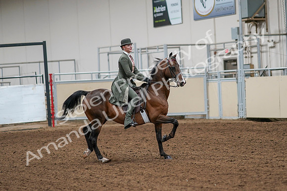 2020 - AB Morgan Horse - Fri, Sept 04 - 03346