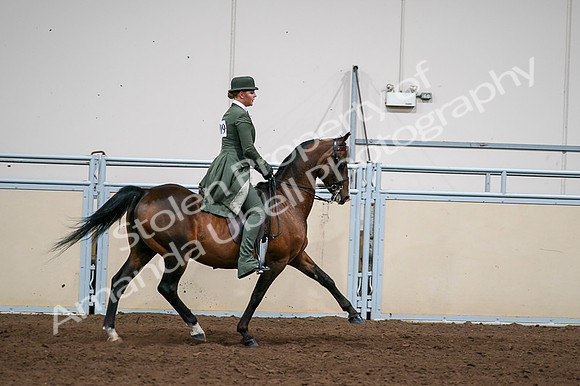 2020 - AB Morgan Horse - Fri, Sept 04 - 03391