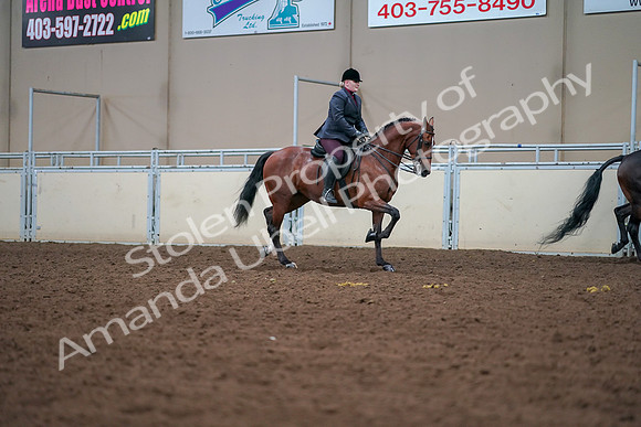 2019 Morgan Horse Show - Aug 30, 2019 - 20861