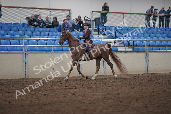 2019 Morgan Horse Show - Aug 31, 2019 - 20507