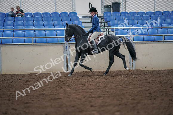 2019 Morgan Horse Show - Aug 30, 2019 - 18413