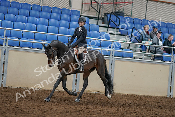 2020 - AB Morgan Horse - Sun, Sept 06 - 07945