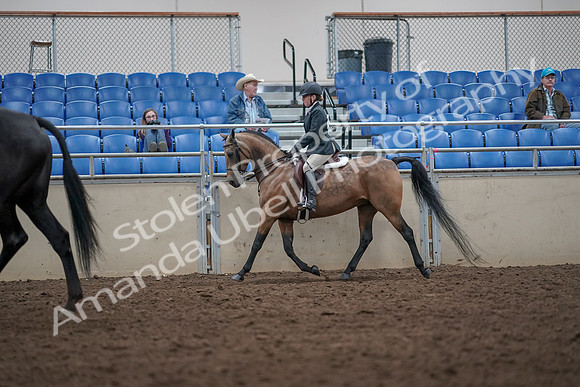 2019 Morgan Horse Show - Aug 31, 2019 - 14915