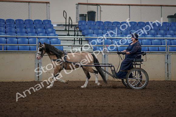 2019 Morgan Horse Show - Aug 31, 2019 - 04349