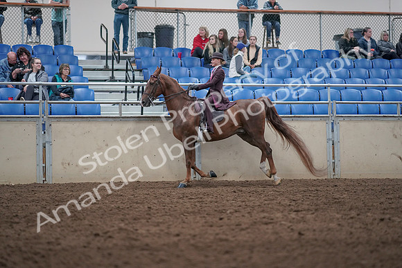 2019 Morgan Horse Show - Aug 31, 2019 - 20625