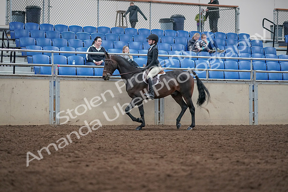 2019 Morgan Horse Show - Sept 01, 2019 - 09024