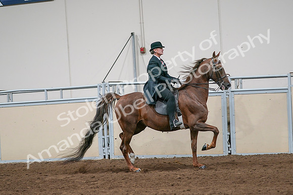 2020 - AB Morgan Horse - Fri, Sept 04 - 08106