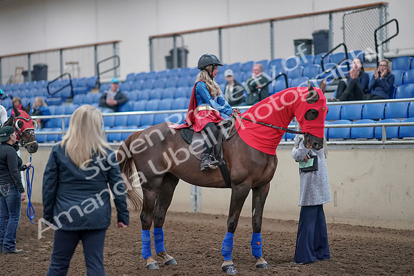 2019 Morgan Horse Show - Aug 31, 2019 - 10140