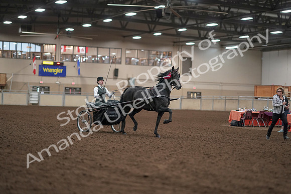 2019 Morgan Horse Show - Aug 31, 2019 - 04795