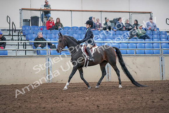 2019 Morgan Horse Show - Aug 31, 2019 - 19496