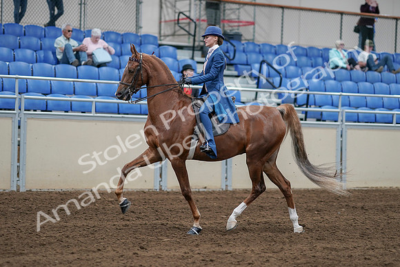 2020 - AB Morgan Horse - Sat, Sept 05 - 06190