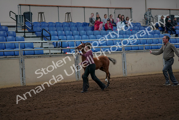 2019 Morgan Horse Show - Aug 30, 2019 - 24678