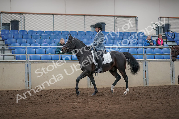 2019 Morgan Horse Show - Aug 31, 2019 - 07236