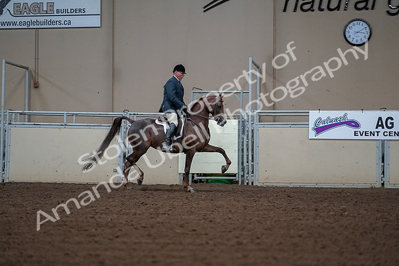 2019 Morgan Horse Show - Aug 30, 2019 - 17647