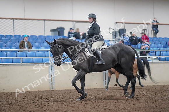 2019 Morgan Horse Show - Aug 31, 2019 - 14903