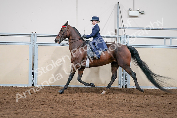 2020 - AB Morgan Horse - Sat, Sept 05 - 04821