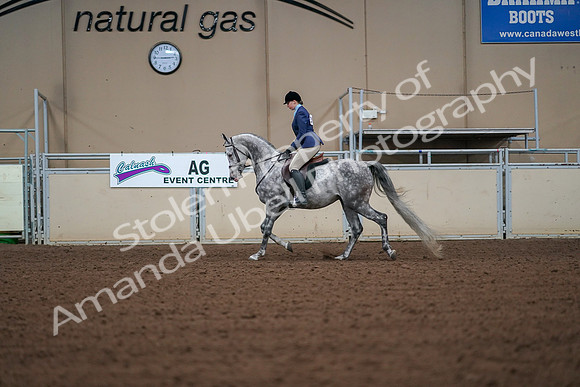 2019 Morgan Horse Show - Aug 30, 2019 - 16143