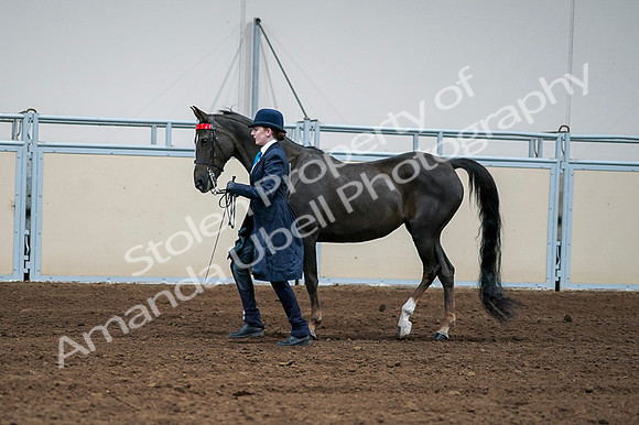 2020 - AB Morgan Horse - Fri, Sept 04 - 00702