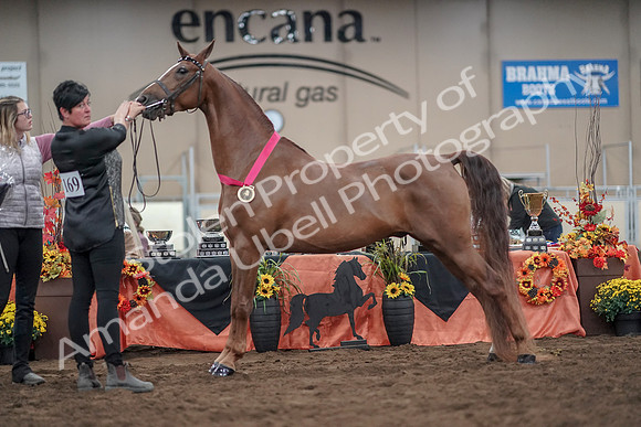 2019 Morgan Horse Show - Aug 31, 2019 - 01406