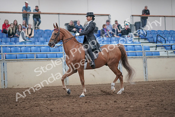 2019 Morgan Horse Show - Aug 31, 2019 - 20546