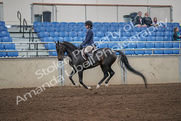 2019 Morgan Horse Show - Aug 31, 2019 - 05135