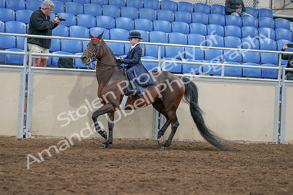 2020 - AB Morgan Horse - Sat, Sept 05 - 04773