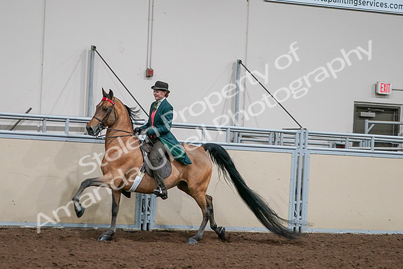 2020 - AB Morgan Horse - Sat, Sept 05 - 13795