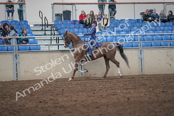 2019 Morgan Horse Show - Aug 31, 2019 - 20563