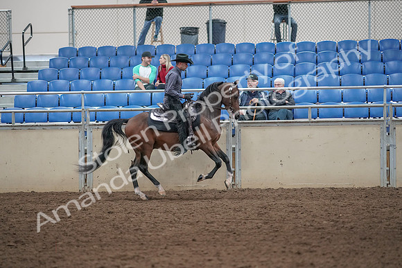 2019 Morgan Horse Show - Aug 31, 2019 - 06149
