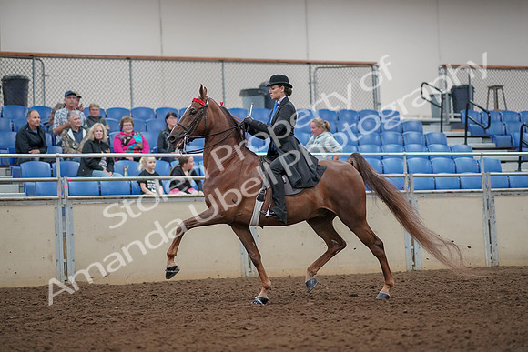 2019 Morgan Horse Show - Aug 30, 2019 - 25043